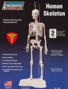 Model plastikowy Lindberg - Ludzki szkielet